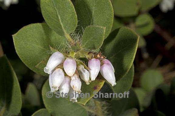 arctostaphylos aff purissima 1 graphic